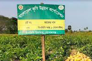 ECNEC approves BADC's Tk 202 crore project for safe agro-production