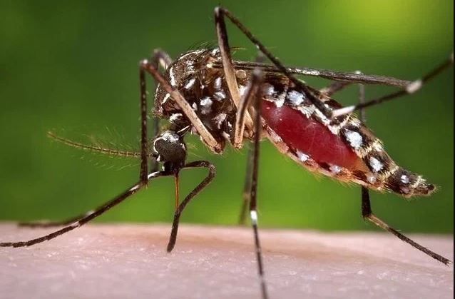 Bangladesh battles back against Dengue: new national strategy unveiled
