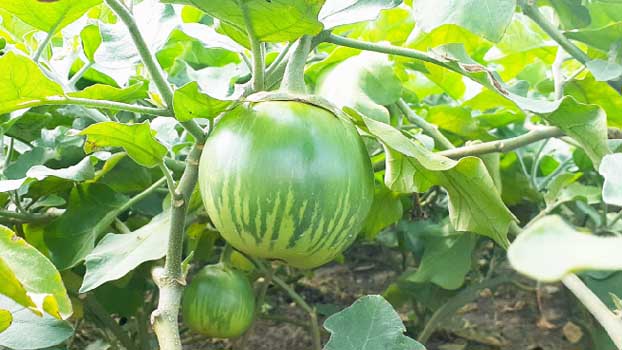 Brinjal blues: consumers face soaring prices of a popular vegetable