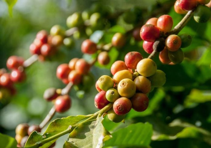 Plantation begins in hills with Bangladeshi coffee varieties